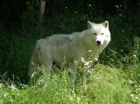Artic Wolf By Insanedrako Artic Wolf Beautiful Wolves Predator Husky