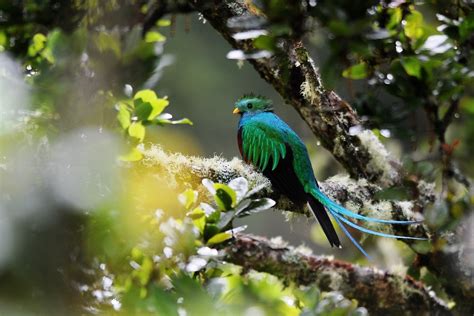Worlds Most Beautiful Bird “resplendent Quetzal”