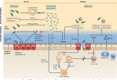 Role Of The Gut Microbiota In Immunity And Inflammatory Disease