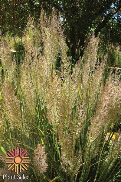 Korean Feather Reed Grass Feather Reed Grass Xeriscape Plants Grass