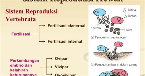 Informasi Seputar Dunia Hewan: Sistem Reproduksi Pada ...