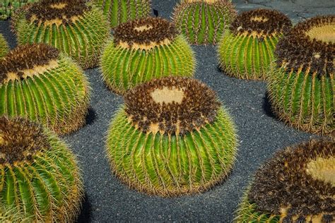 Hd Wallpaper Mammillaria Cactus Cactus Greenhouse Spur Prickly