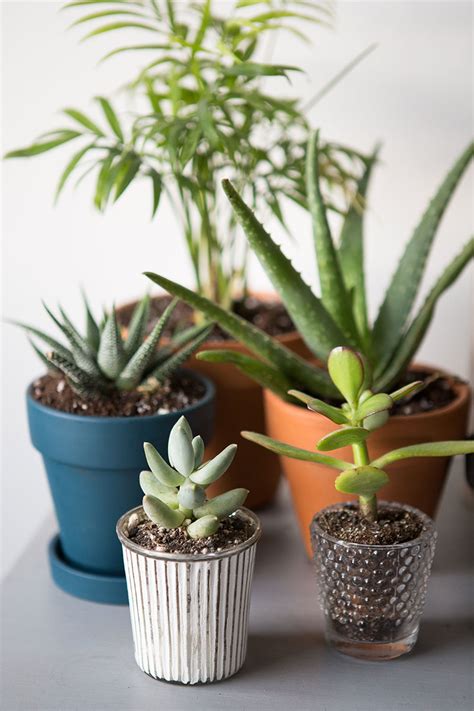 See more ideas about plants, cactus plants, indoor cactus plants. Things That You Can Do To Make Your Home Inviting ...