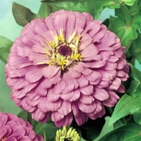 Dahlia crazy love 1 pcs. Zinnia Seeds | 111 varieties | Huge Selection | Annual ...