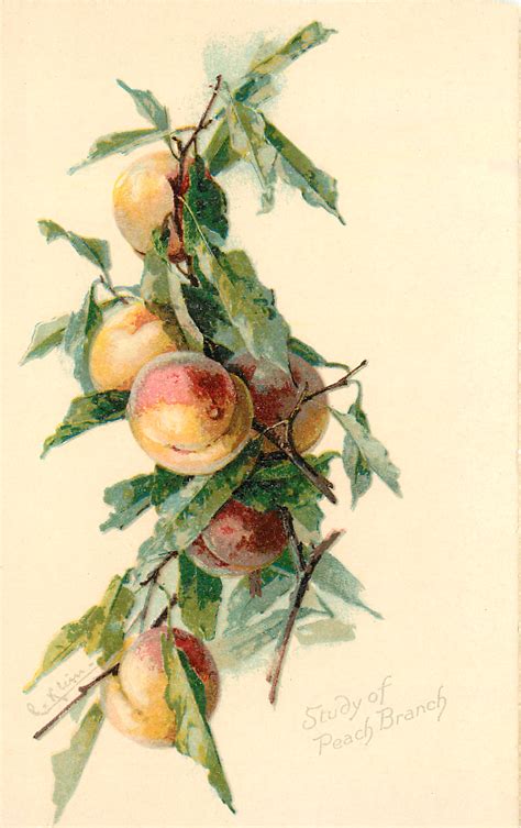 5 Free Peach Images Vintage Fruit The Graphics Fairy