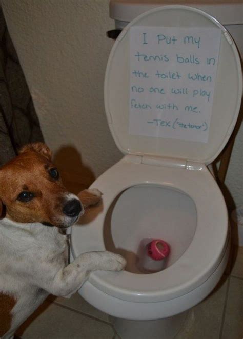 30 Of The Most Funny Dog Shaming Photos Of All Time Bemethis Dog