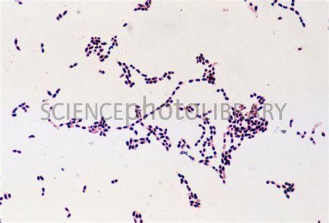 Lab Final Gram Stain Includes All 12 Bacteria