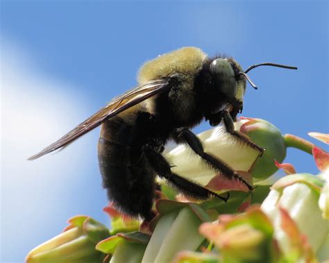 Bumble Bee on Blueberry Blooms - Birds and Blooms