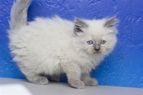 Finalize the adoption process either at a petsmart near you or at your local shelter. Kassidy - Blue Point Female Ragamuffin Kitten | Ragamuffin ...