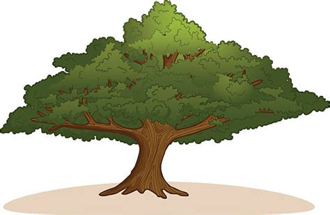 Cartoon Of A Shade Trees Illustrations Royalty Free Vector Graphics