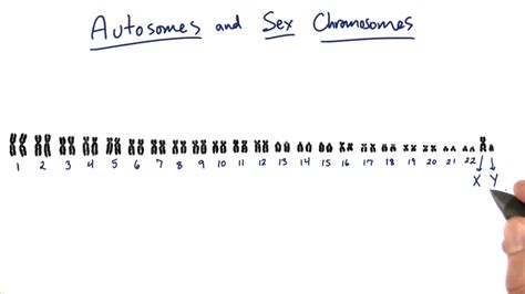 Sex Chromosomes Tales From The Genome Youtube