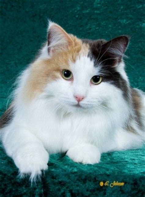 Calico Norwegian Forest Cat Norwegian Forest Cat Pinterest