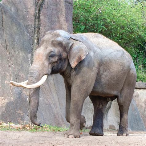 Asian Elephant Odd Squad Animal Movie Wiki Fandom