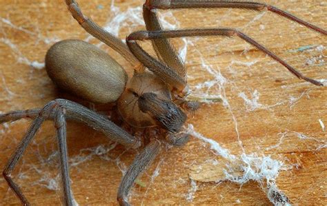 How To Identify And Get Rid Of Dangerous Spiders In Your Knoxville Home
