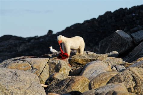 All Sizes Polar Bear Ursus Maritimus Feeding On A Seal Svalbard