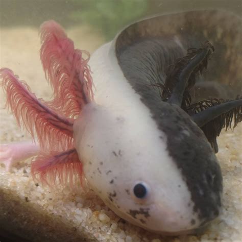The Ethics Of Firefly Axolotls Raxolotls