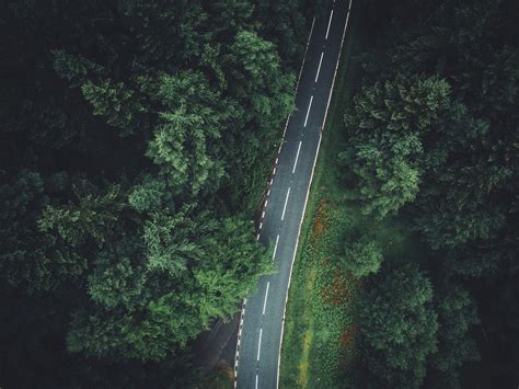 2560x1440 Resolution Green Trees Trees Aerial View Forest Road Hd