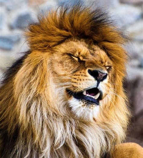Angry Lion Stock Images Download 4238 Royalty Free Photos Page 3