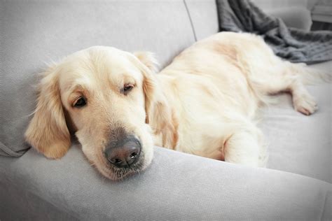 Bacterial Infection Campylobacteriosis In Dogs Symptoms Causes