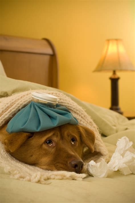 If your dog has been to a dog show, boarding facility, dog. Dogs Can Get the Flu Too! Signs and Symptoms of Canine ...
