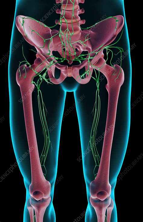 The Lymph Supply Of The Lower Limb Stock Image F0014023 Science