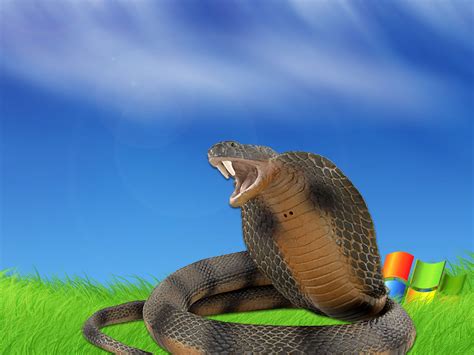 Internal number of this image is 14065. Wallpapers Download: King Cobra Wallpapers Download