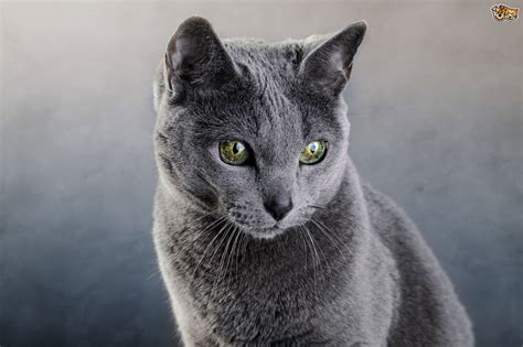 Russian Blue Cat Breed Facts Highlights And Buying Advice Pets4homes