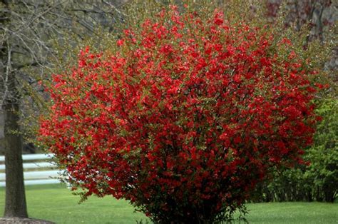Di alberi con fiori rossi | fiori rossi di. Fior di pesco - Chaenomeles japonica - Chaenomeles ...