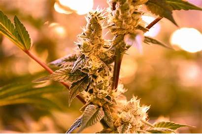 Marijuana Cannabis Growers Phat Mature Plants Largest