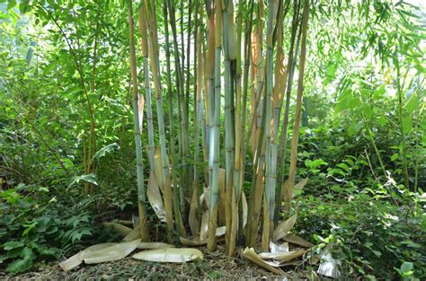 Bambous non traçants Pépinière Vert Tige