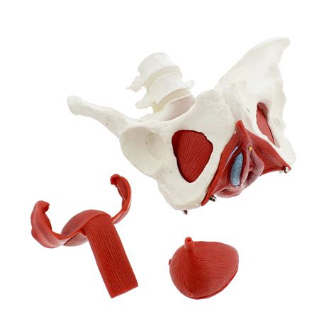 Buy Monmed Pelvic Model Pc Life Size Pelvis Anatomical Model