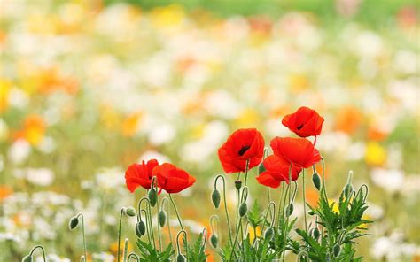 Poppy Wallpapers Top Free Poppy Backgrounds Wallpaperaccess