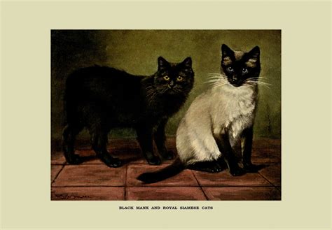 Cats Vintage Painting Free Stock Photo Public Domain Pictures