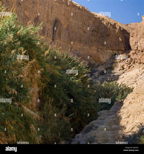Plants Growing On Rock En Gedi Nature Reserve Judean Desert Dead Sea