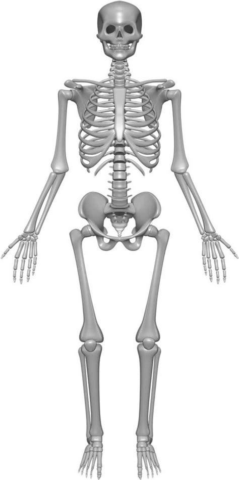 Skeleton System Structure Composition Facts Science4fun