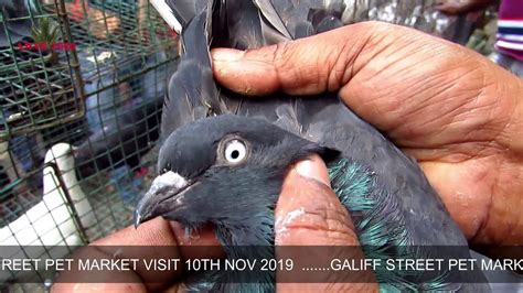 Good Quality Pigeon Seller Of Galiff Street Bird Market Kolkata 10th
