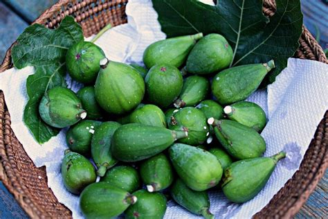 Figs have a mildly sweet taste and a notably sweet aroma. Fig Tree Harvesting: How And When To Pick Figs