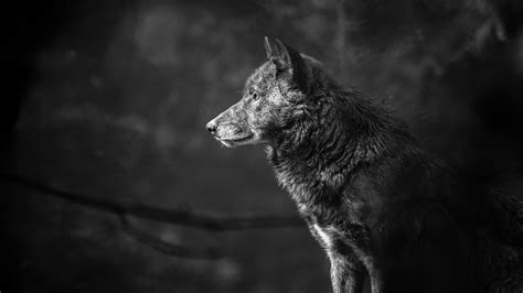 ❤ get the best black and white hd wallpaper on wallpaperset. Wallpaper Wolf, black, 4K, Animals #19544