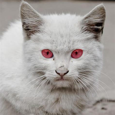 Существует ли порода кошек с красными глазами