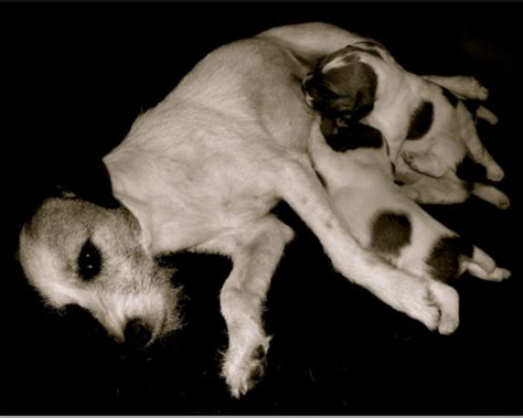 Impact Of Mother Dogs Nursing Postures On Puppy Temperament Dog