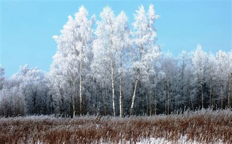 Birches Hd Wallpapers Backgrounds