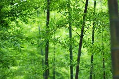 Wood Stem Leaves Bamboo Wallpapers Hd Desktop And Mobile Backgrounds