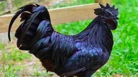 Kadaknath The Black Chicken Thats Ruling The Roost In Dantewada
