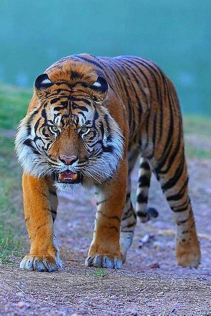 Sumatran Tiger Vs Bengal Tiger Vs Siberian Tiger The Best Dogs And Cats