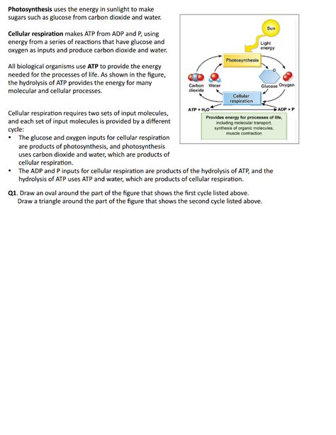 The dark reaction happens when the atp is used to make glucose (the calvin cycle). Solved: Photosynthesis Uses The Energy In Sunlight To Make... | Chegg.com