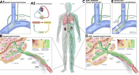 Lymphatic System And Thoracic Duct Function In Healthy Individuals And