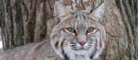 We have food trucks for sale all over the usa & canada. Creating WILD SPACES for rescued bobcats at The Wildcat ...