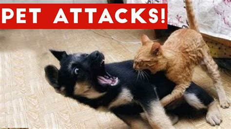 Funniest Animal Attacks Compilation October 2016 Funny Pet Videos