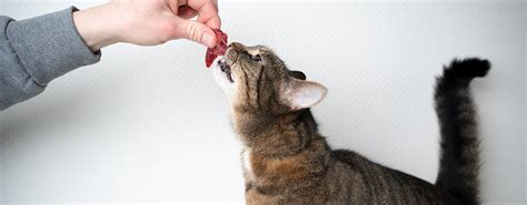 Cat Eating Raw Meat From Owners Hand