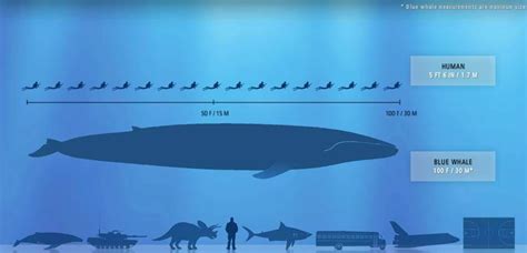 Blue Whale Size Comparison Blue Whale Size Comparison Big Blue Whale